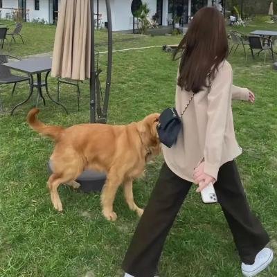 绝对恋爱命令